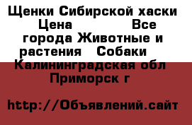 Щенки Сибирской хаски › Цена ­ 18 000 - Все города Животные и растения » Собаки   . Калининградская обл.,Приморск г.